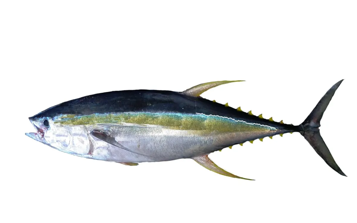 Yellowfin Tuna Whole