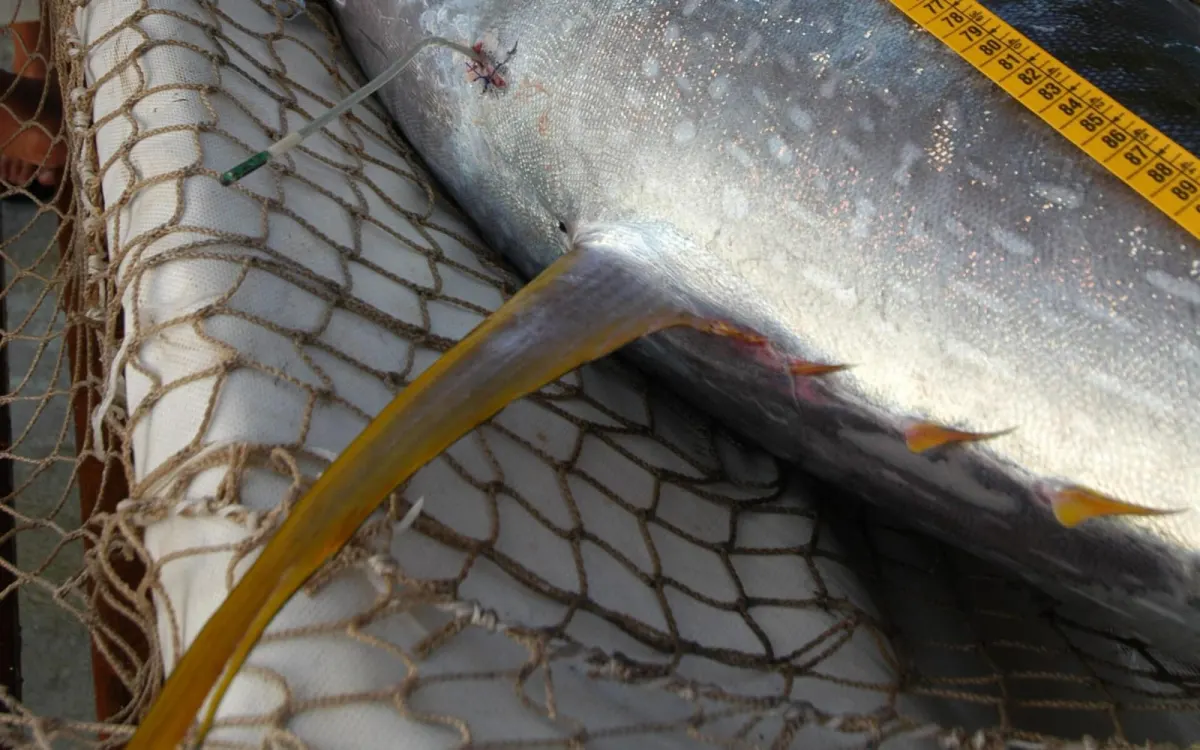 Yellowfin Tuna Whole