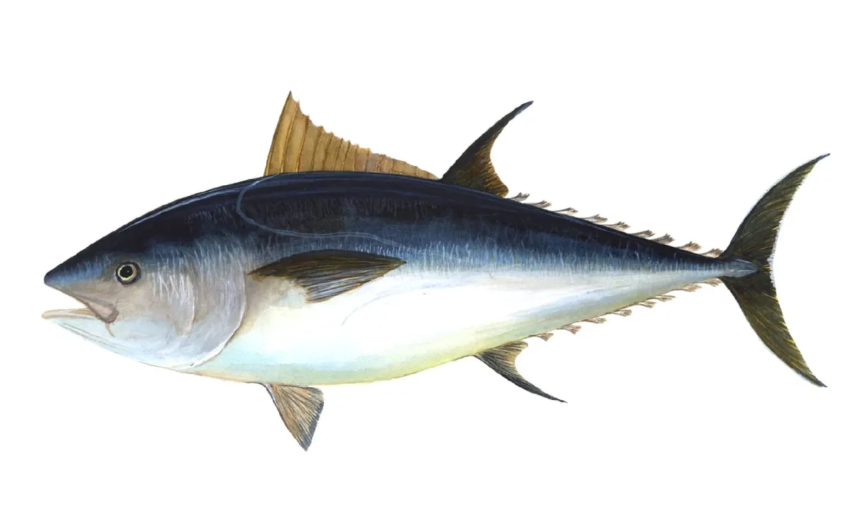 Bluefin Tuna Loin