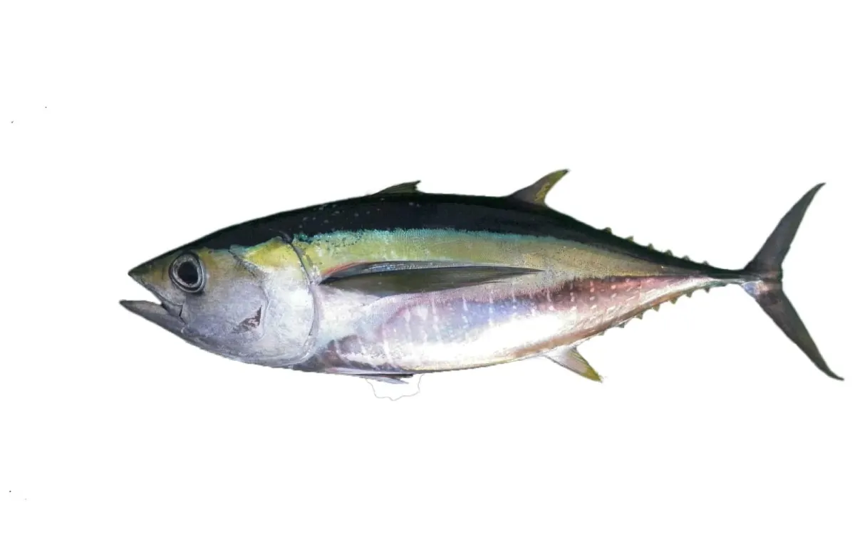 Bigeye Tuna Whole