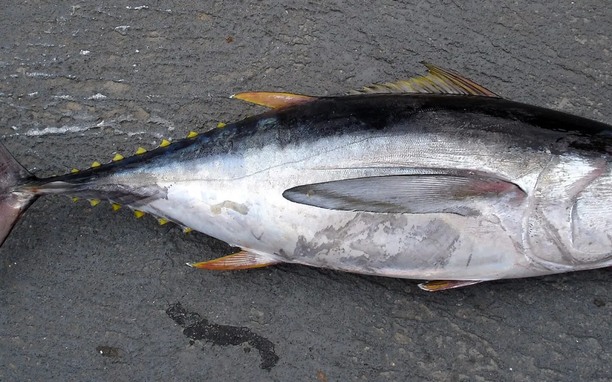Bigeye Tuna Whole