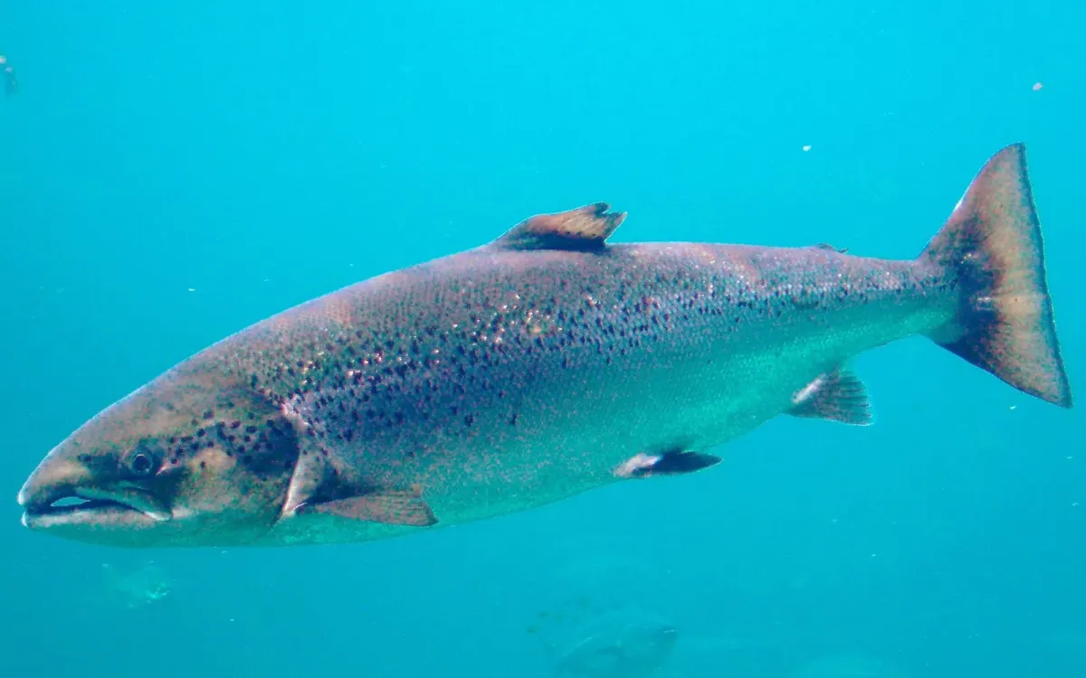 Atlantic Salmon Whole