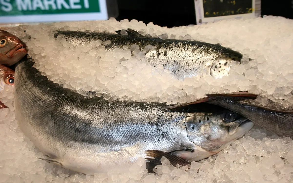 Atlantic Salmon Whole