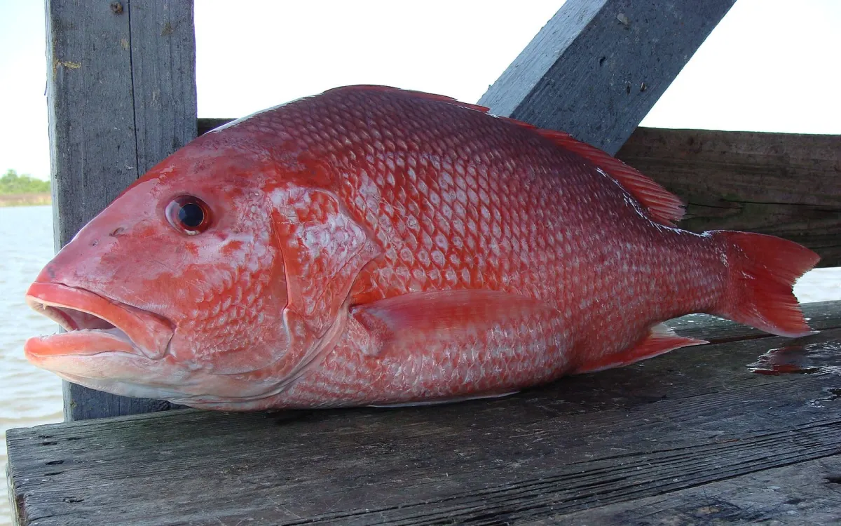 Red Snapper Whole