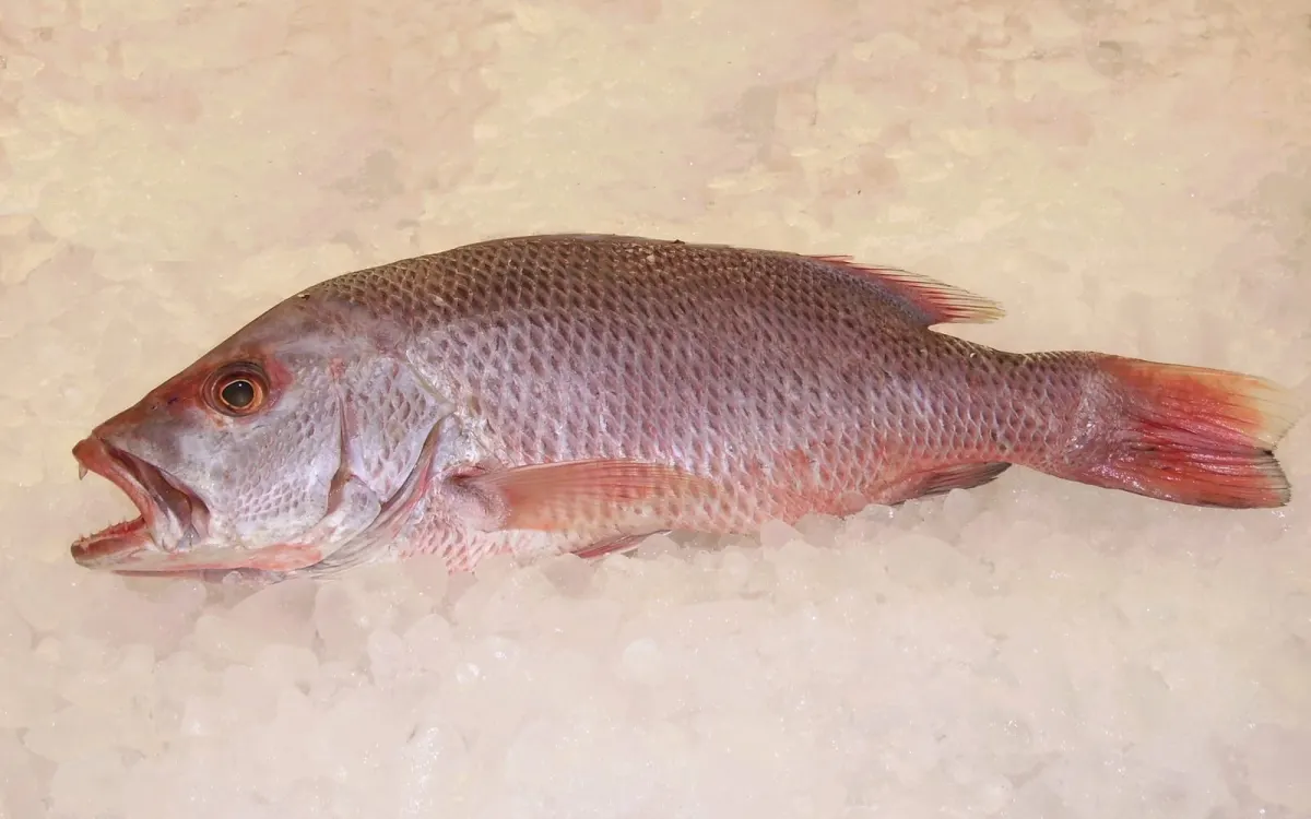 Red Snapper Whole