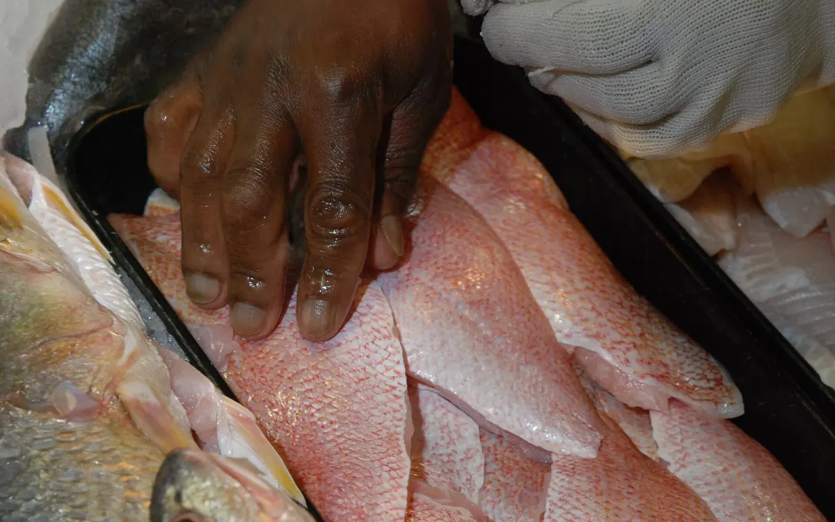 Red Snapper Fillet