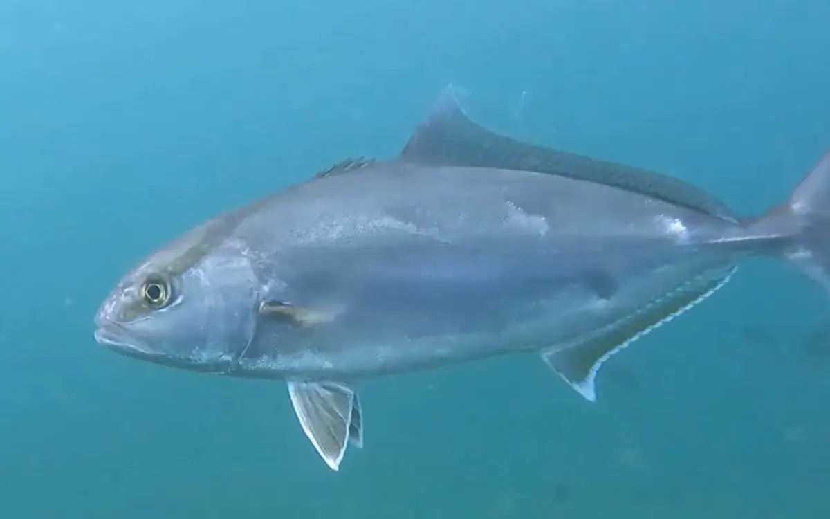 Kanpachi Whole